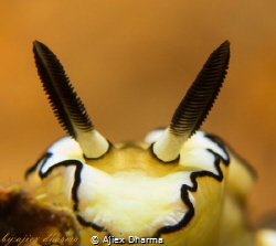 Taken with Canon PowerShot S120 in canon housing wp-c51 s... by Ajiex Dharma 